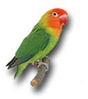 Agapornis
